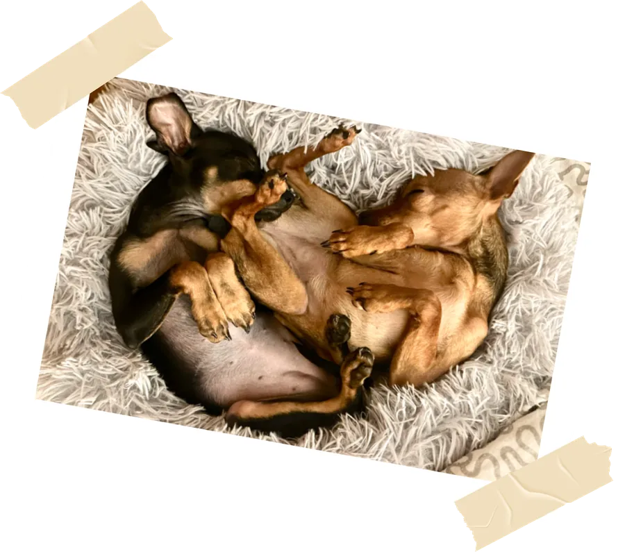 Die beiden Hunde der Familie, eingerollt im Körbchen